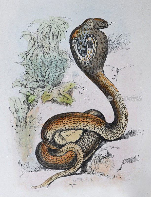 印度眼镜蛇，眼镜眼镜蛇，亚洲眼镜蛇或双眼镜蛇(Naja Naja) -复古色彩插图